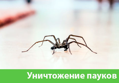 Избавиться от пауков в городе Каменск-Уральский