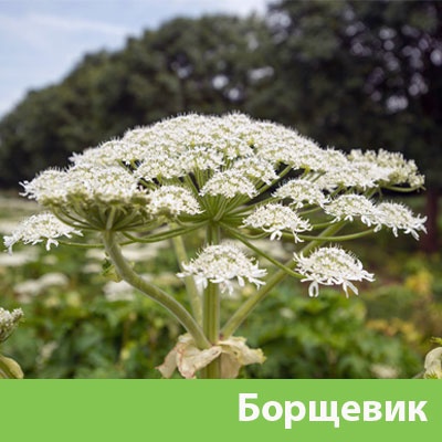 Борщевик в Каменске-Уральском