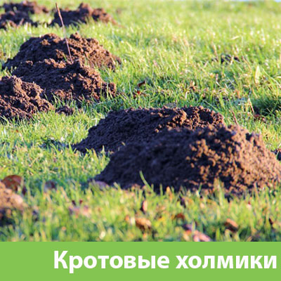Кроты на участке в Каменске-Уральском