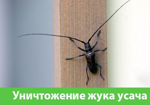 Обработка от жука усача в городе Каменск-Уральский