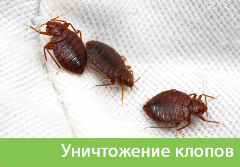 Уничтожение клопов в городе Каменск-Уральский