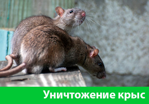Уничтожение крыс в городе Каменск-Уральский