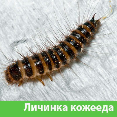 Личинка Кожееда в Каменске-Уральском