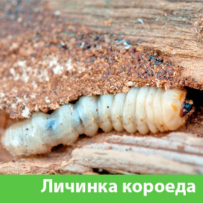 Уничтожение личинок короеда в Каменске-Уральском