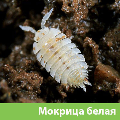 Мокрица в Каменске-Уральском фото