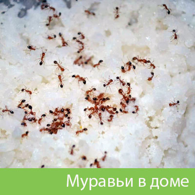 Муравьи в доме в Каменске-Уральском