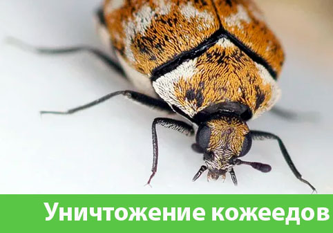 Обработка от кожееда в городе Каменск-Уральский 