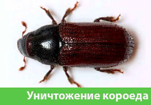 Обработка от древоточца в городе Каменск-Уральский