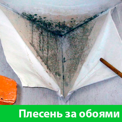 Удаление плесени в Каменске-Уральском