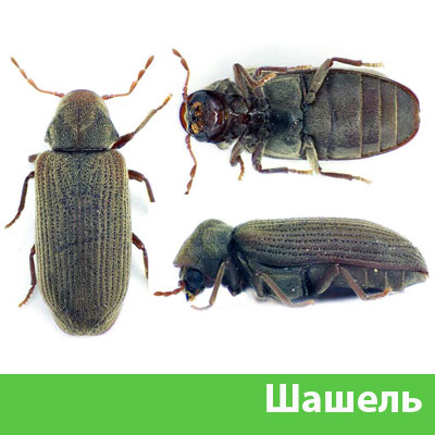 Обработка от шашеля в городе Каменск-Уральский