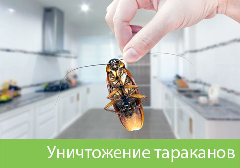 Уничтожение тараканов в городе Каменск-Уральский