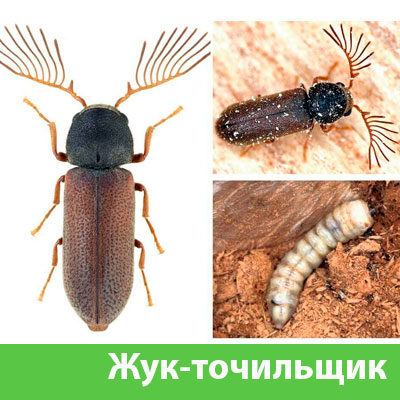 Уничтожение точильщика и личинок в Каменске-Уральском