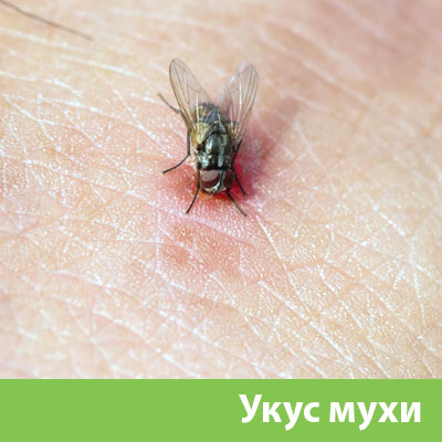 Уничтожение мух в Каменске-Уральском