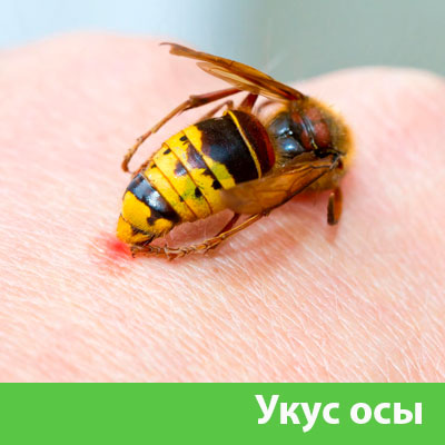 Профессиональное уничтожение ос и шершней в Каменске-Уральском