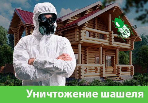 Уничтожение шашеля и личинок в Каменске-Уральском