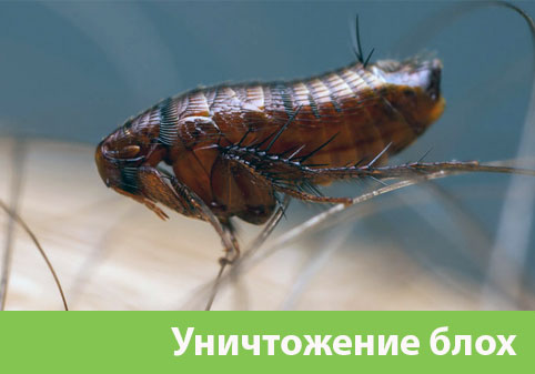 Уничтожение блох в городе Каменск-Уральский