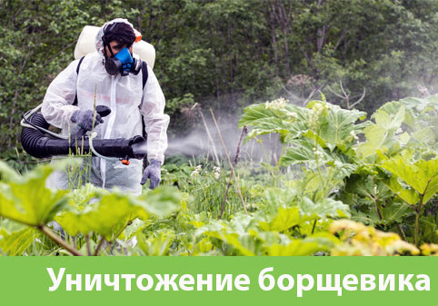Уничтожение Борщевика в городе Каменск-Уральский