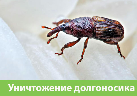 Уничтожение долгоносиков в городе Каменск-Уральский