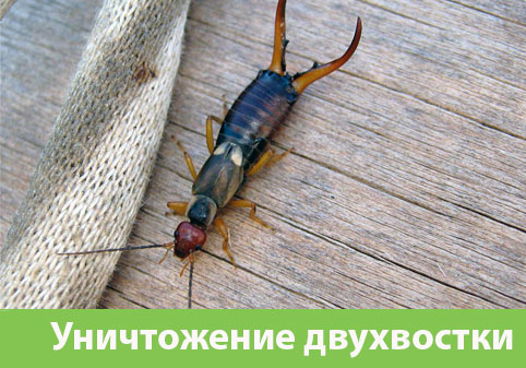Уничтожение двухвостки в городе Каменск-Уральский