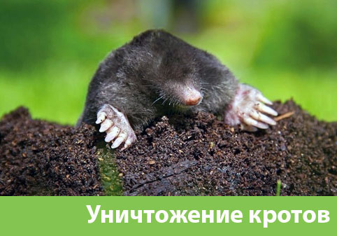 Уничтожение кротов в городе Каменск-Уральский