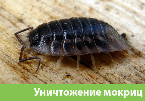 Мокрицы в квартире в городе Каменск-Уральский