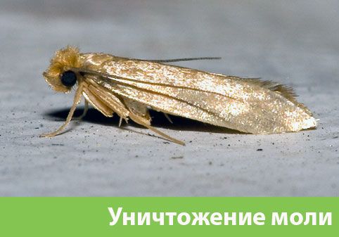 Уничтожение моли в городе Каменск-Уральский 