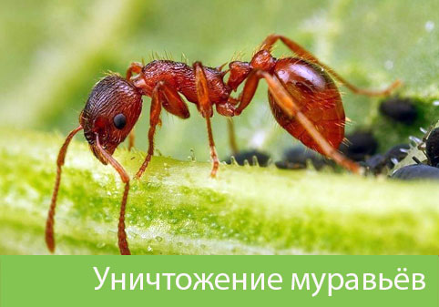Уничтожение муравьёв в городе Каменск-Уральский