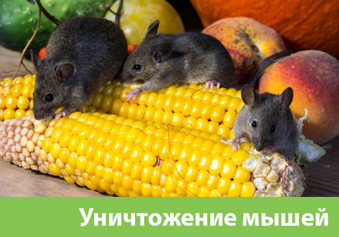 Уничтожение мышей в Каменске-Уральском