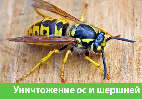 Уничтожение ос и шершней в городе Каменск-Уральский
